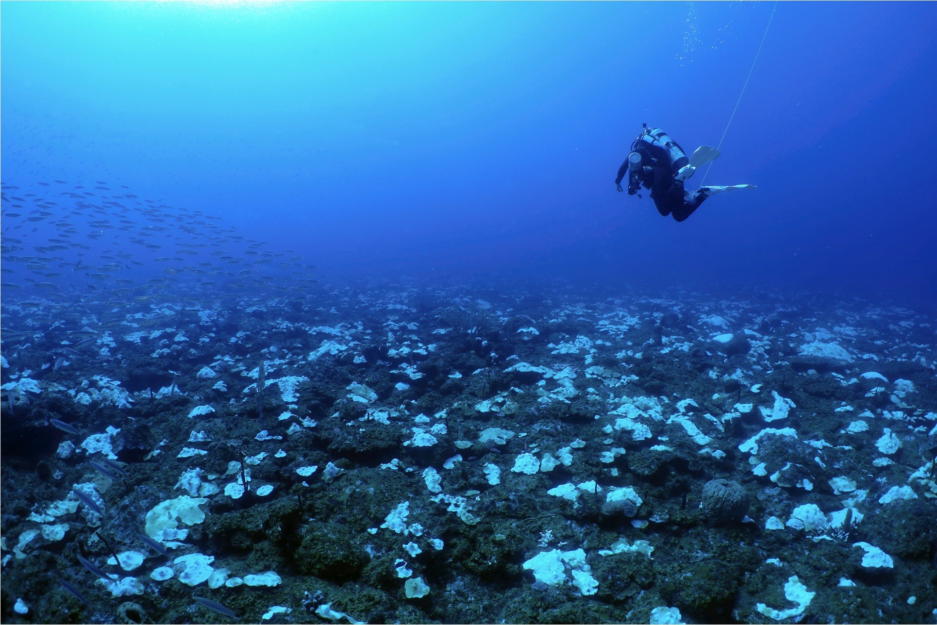 Diver above a bleached Caribbean reef during the 2023/2024 mass bleaching event